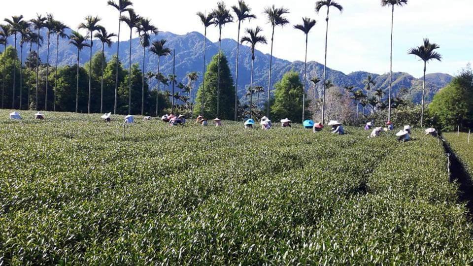 Riley Ming Xuan B&B Meishan Bagian luar foto